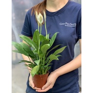 GPS Green Plant Society live plant Peace Lily (Spathihphyilum mojo) 白掌