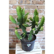 Cactus Euphorbia / cactus lanskap ( kaktus tulang )