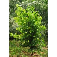 Anak pokok Kayu Manis / Cinnamomum