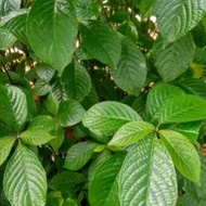10 lembar KECI BELING DAUN KEJI BELING /pecah beling daun keji beling daun herbal