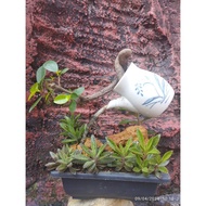 茶壶悬浮盆景(Floating Teapot Bonsai) Limited Edition Bonsai Ficus microcarpa Ficus Ginseng Bonsai Fengshui