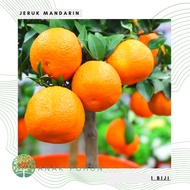 Benih Bibit Biji - Buah Jeruk Mandarin Orange Manis Jeruk Keprok Seeds
