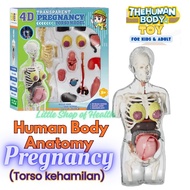 HUMAN BODY ANATOMY MODEL PREGNANCY GESTATIONAL - GESSATIONAL PREGNANCY PROTOTYPE - DOCTOR TOY - SKUL