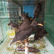 jalak kebo mata kuning
