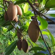 Ciku Subang Hybrid/Pokok