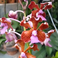 Anggrek Vanda Limbata