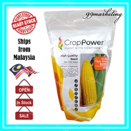 500GM SS 932 SS932 Asia Manis F1 Hybrid Sweetcorn Yellow Sweet Corn Jagung Kuning Crop Power