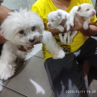 Anak anjing maltise mix mini pom