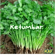 Biji benih Ketumbar / CORIANDER LEAVES  100 biji