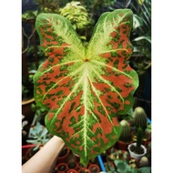 USA Caladium Just Saucy grown from bulb [Ready stock]