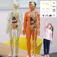 Human Body Anatomy Set Skeleton Model Human Body Skeleton Introduction Human Body Anatomy Human Body