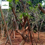 Pohon Pelindung Kamboja Fosil || Kamboja Fosil || Fosil