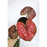 Caladium / Keladi Sila Chomthong (Sila Gold) rare stable healthy plant