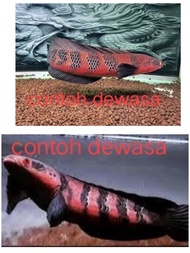 (tak teirma cod)ikan channa indo red barito saiz kecil grade A (beli 3 ekor percuma satu lain jenis 