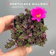 แพรทับทิม #กระถาง3นิ้ว คุณนายญี่ปุ่น Portulaca Gilliesii ไม้อวบน้ำ กุหลาบหิน cactus&amp;succulentหลากหลายสายพันธุ์