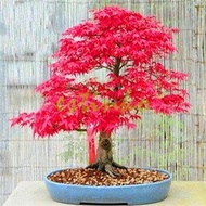 50 เมล็ด เมล็ดพันธ์ เมเปิลแดง ญี่ปุ่น Japanese Red Maple Seeds ต้นเมเปิลญี่ปุ่น ก่วมแดง ต้นเมเปิล Ma