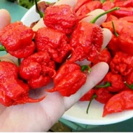 BENIH BIJI CABE CAROLINA REAPER ASLI CABE TERPEDAS DI DUNIA