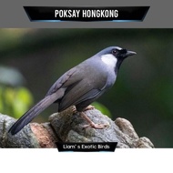 Burung Poksay Hongkong Pipi Putih #Gratisongkir