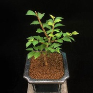 SG3449-日本荒皮岩四手優選株/稀有品種🔥精品植物小盆栽禮物🔥