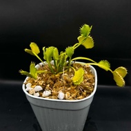 Venus Flytrap "Zipp"