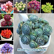 100 Seeds Mixed Varieties Succulent Seeds for Planting Mini Cute Gardening Flower Seeds Blossom Ornamental Air Purifying Plant Seed Pokok Bunga Hidup Benih Bunga Vegetable Home Garden Decor Bonsai Seeds Indoor Live Plants for Sale Easy To Grow In Malaysia