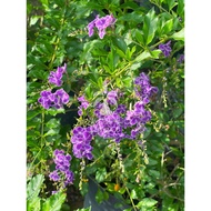 (Real Plant) Duranta Erecta Dark Purple / Golden Dewdrop / Pigeon Berry / Skyflower / 金露花 / 假莲翘 / 台湾