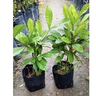 1 ANAK POKOK AJAIB (Synsepalum dulcificum) Pokok besar