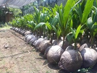 Bibit Kelapa Unggul Gencah Entok dengan Daun Hijau Segar dalam Pot Kelapa di Taman Luar Ruangan