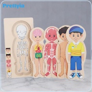 Wooden Human Body Puzzle for Kids Preschool Game Montessori