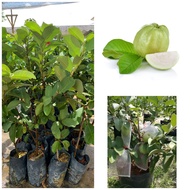 Anak pokok jambu batu seedless/jambu crystal murah