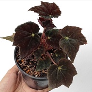 Sindo - Begonia Black Velvet Live Plant 6LFT65LA9J