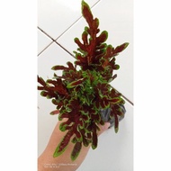 Tanaman hias miana Coleus Premium/Miana ekor naga premium