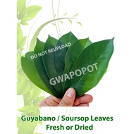 Fresh / Dried Guyabano Leaves