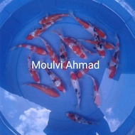 Jual Bibit Ikan Koi Ukuran 15Cm