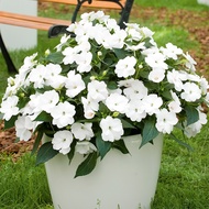 Busy Lizzie Impreza H White Flower 15 Seeds Beginner Friendly Easy Grow