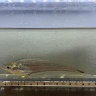 ompok rhadinurus ( rare)