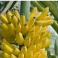Anak Pokok Pisang Emas Buah Buahan Fruits Live Plant