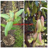 Bibit mangga kiojay  cangkokan (okulasi)