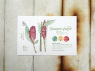 在地花卉明信片 - 第20天 天然清潔劑