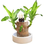 Lucky Wood Plant, Wood Plant,Brazilian Wood Hydroponic Plant, Brazilian Lucky Tree, Mini Brazil Wood