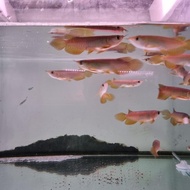 ikan arwana Golden Red