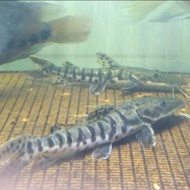 Ikan predator TSN Tiger shovelnose catfish size 20cm