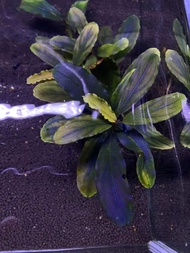 Bucephalandra Brownie Metalic Blue Tanaman Aquascape