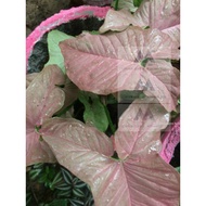 Aglaonema/Calathea/Syngonium Varieties Live Plant Uprooted