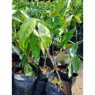 Pokok Limau Kerat Lintang @ Lentang / Anak Pokok Limau Kerat Lintang @ Lentang