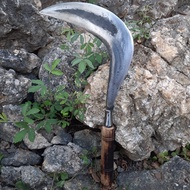 Arit Rumput untuk Kebun - Sabit Babat Rumput Lapangan Khas Wonosobo