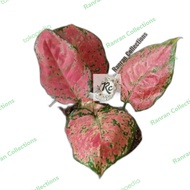Bibit Tanaman Hias Aglonema Red Lady Valentine Pink Real Plant