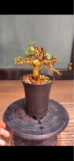 Commiphora stocksiana 黃金橄欖