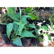 Pokok Bonglai Hitam dlm polibag (terhad 3 pokok dlm setiap bungkusan)