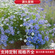 五色菊適合秋天種的花種子 種籽花期超長的花卉藍色菊花秋冬lzh